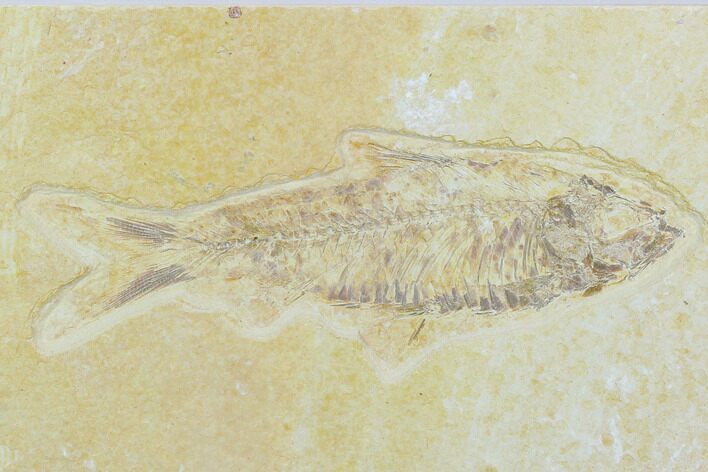 Fossil Fish (Knightia) - Wyoming #119986
